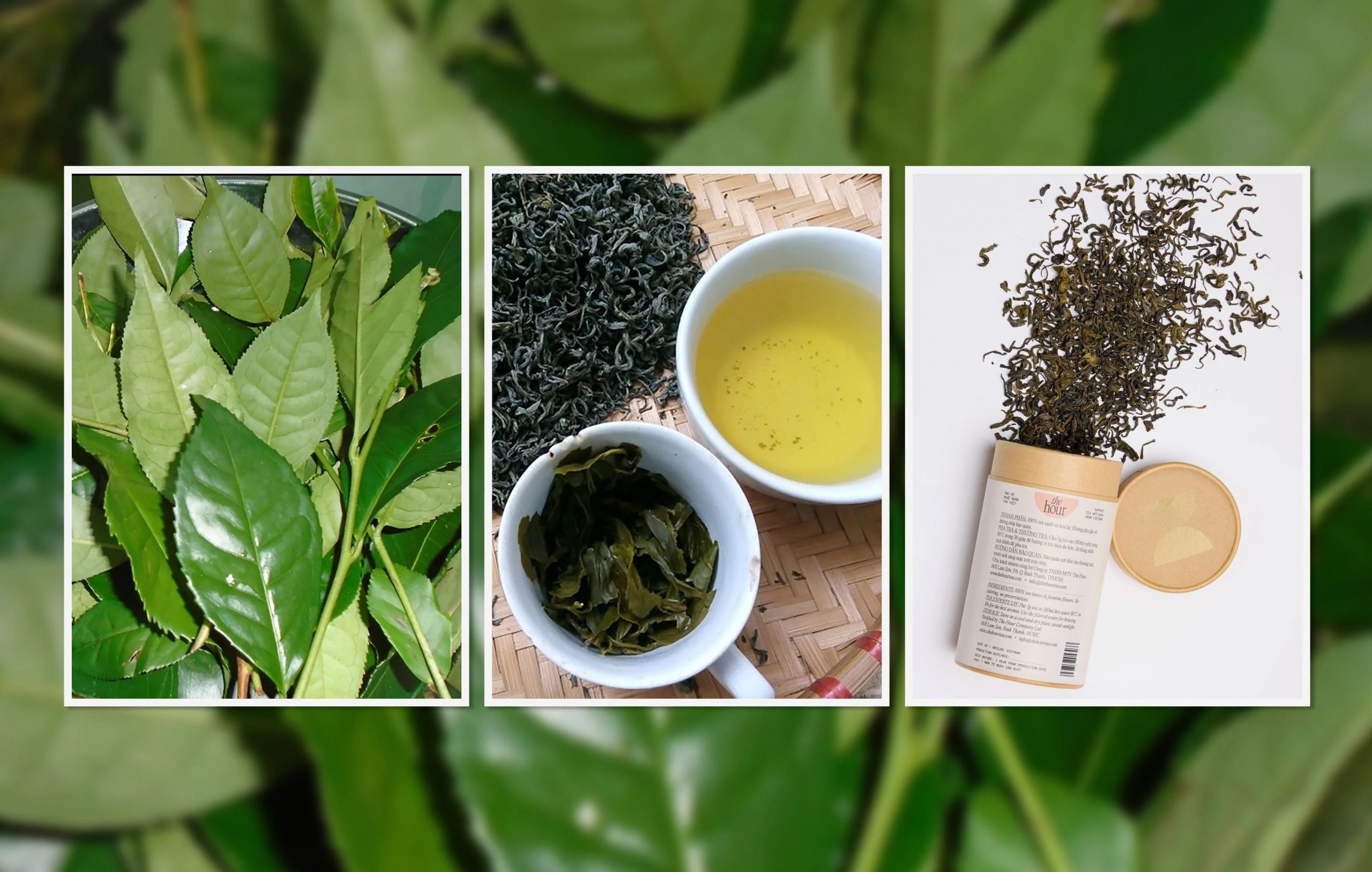 So sánh lá chè tươi và trà khô